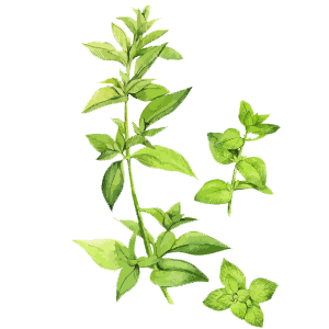 Basil