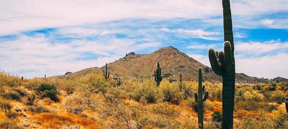 Los Cabos Desert