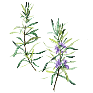 Rosemary