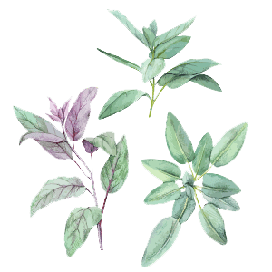 Sage