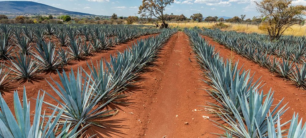 Cabo Tequila Tasting
