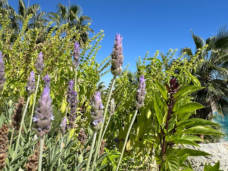 Casa Mirador Flora & Fauna