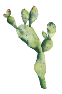 Cactus Mirador