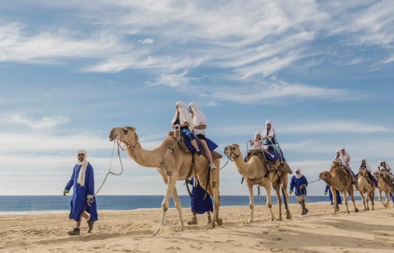 Mirador Cabo Camel Rides